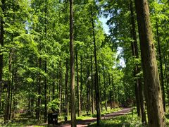 -黄海国家森林公园