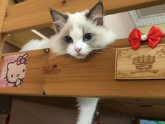 -Bastet sally猫舍购宠(静安店)