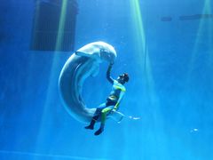 -芜湖新华联大白鲸海洋公园