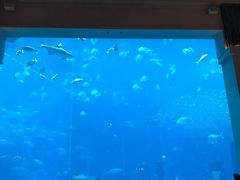 -迪拜水族馆及水下动物园