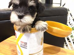 -小尾巴宠物店(万科·金域华庭店)