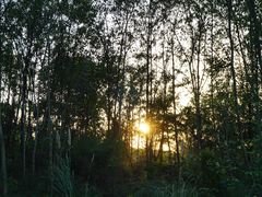 -桤木河湿地公园