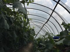 -马陆小张葡萄园农家乐