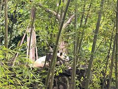 -都江堰中华大熊猫苑