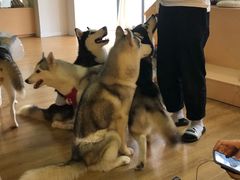-Husky Go! 哈士奇体验馆·宠物咖啡厅狗咖