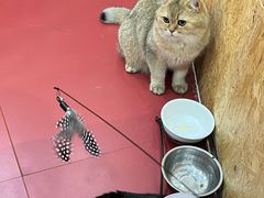 -和它·交个朋友·狗咖猫咖(爱琴海店)