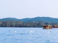 -西湖外事游船(花港观鱼码头)