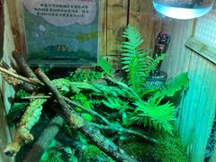 -上海大自然野生昆虫馆(东方明珠·爬宠昆虫探索中心)