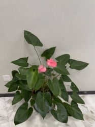 -上海漾颜医疗美容