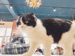-猫小院猫主题餐厅(南锣旗舰店)