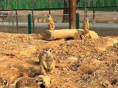 -秦皇岛野生动物园