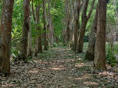 -中国科学院西双版纳热带植物园