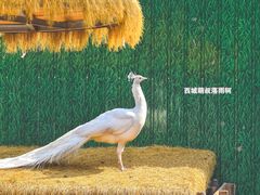-保定市动物园
