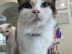 -柚子猫舍·精品猫舍购猫·猫咪认养·购宠·宠物店