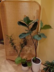 -小颜秘家·韩国整骨