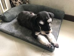 -读宠于你·约克夏比熊·睫角守宫·爬宠售卖(高新店)