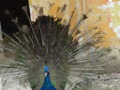 -哈尔滨北方森林动物园