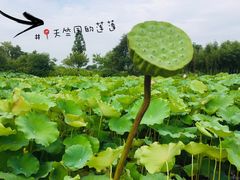 -良渚文化村