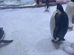 -上海海昌海洋公园