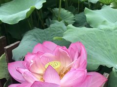 -陈家山荷花公园