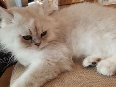 -猫腻·猫咖·撸猫馆(星光大道店)