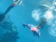 -海棠湾洲际-涛·海底餐厅·美人鱼·自助餐·海底隧道