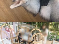 -Husky Go! 哈士奇体验馆·宠物咖啡厅狗咖