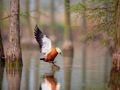 -池杉湖湿地公园