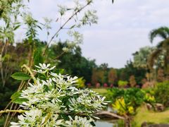 -中国科学院华南植物园