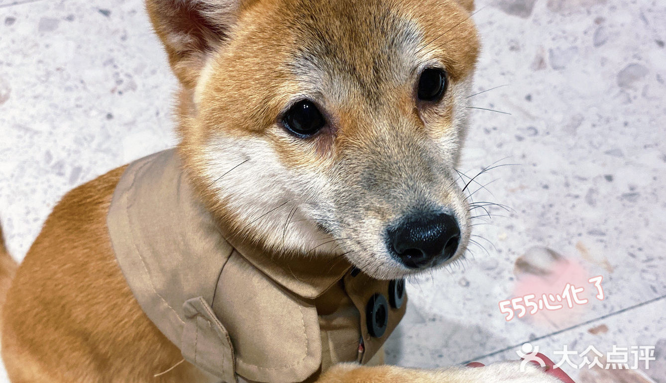 🐶超治愈柴犬咖！一起来撸奶fufu的柴柴吧