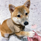 🐶超治愈柴犬咖！一起来撸奶fufu的柴柴吧