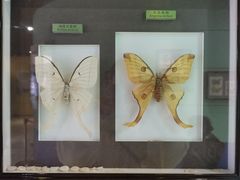 -上海昆虫博物馆