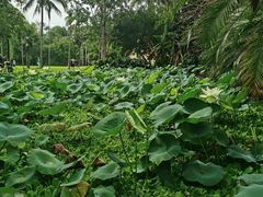 -中国科学院西双版纳热带植物园