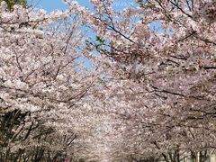 -高东镇樱花园