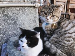 -喵屿·大理花园猫咖