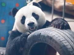 -石家庄市动物园