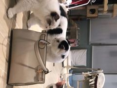-momokira米努特·德文卷毛猫·棉花面纱犬