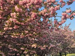 -石家庄市植物园