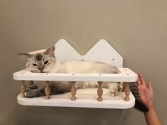 -猫域·湾主题猫咖·宠物吧(南坪城市广场店)