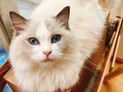 -猫咪派对(江南西店)