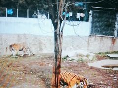 -西安秦岭野生动物园