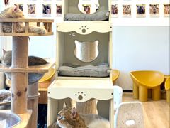 -有喵·猫咖·狗咖·30几只猫10只小狗(岗厦店)