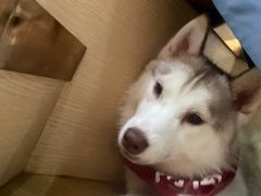 -Husky Go! 哈士奇体验馆·宠物咖啡厅狗咖