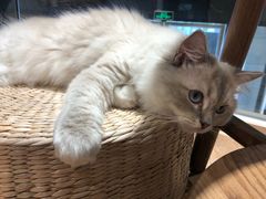 -瞄一喵猫咖(格力海岸店)