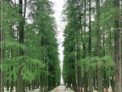 -渌洋湖湿地公园