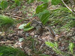 -五营红松林海景区