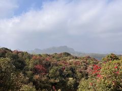 -贵州百里杜鹃风景名胜区