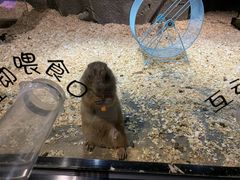 -zoonana室内动物园(东方福来德店)