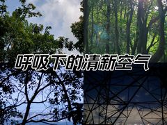 -阳台山森林公园
