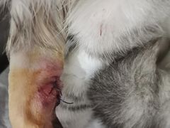 -佳雯宠物医院(四明中路分院)